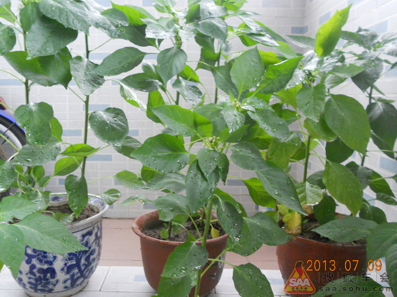 阳台上怎样种辣椒-家里或者阳台上怎么种辣椒