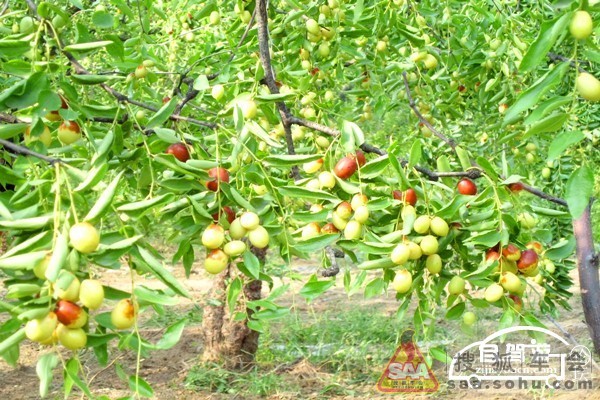 十一自驾游好去处…#雾灵山#_北京车友会