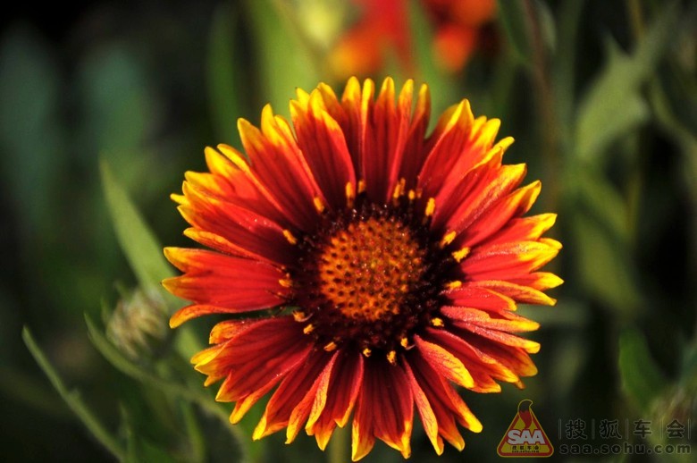 2013年9月7日打卡 天人菊_比亚迪车友会_汽车