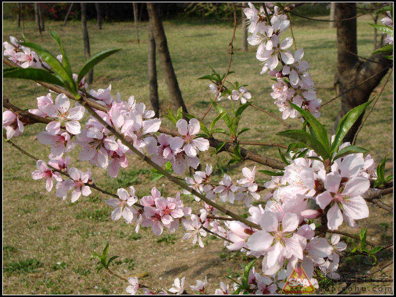 洹河旁踏青赏花---满园春色关不住,一枝桃花迎
