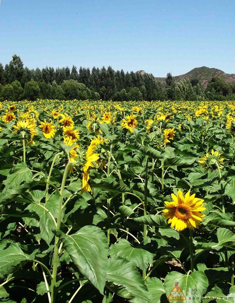 非著名景点之京郊百里山水画廊一日游