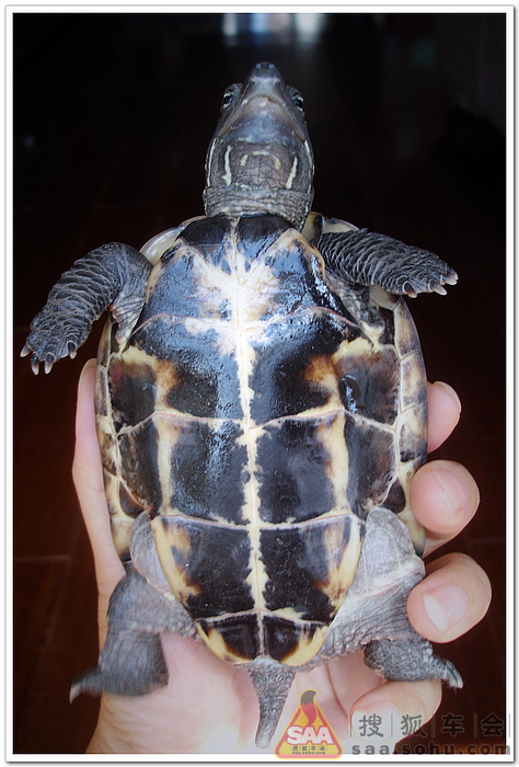 在家里养只草龟吧_北京车友会
