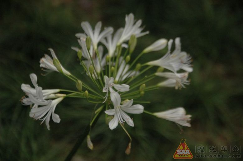 长风公园亲子游 3岁宝宝玩转SC5-RV - 吉利-游