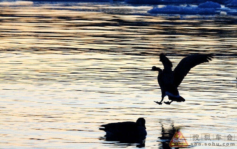 红河谷的四季歌-贺狐拍社