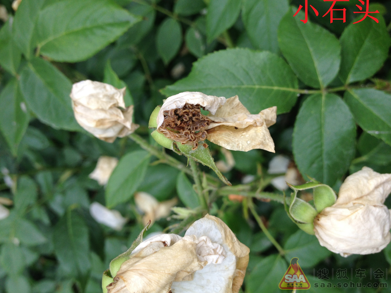 【北车写手】即将凋谢的花儿。