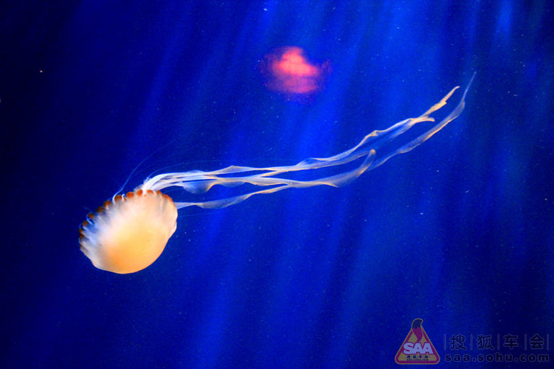 我和老伴经珠海坐船过伶仃洋到香港自由行--游