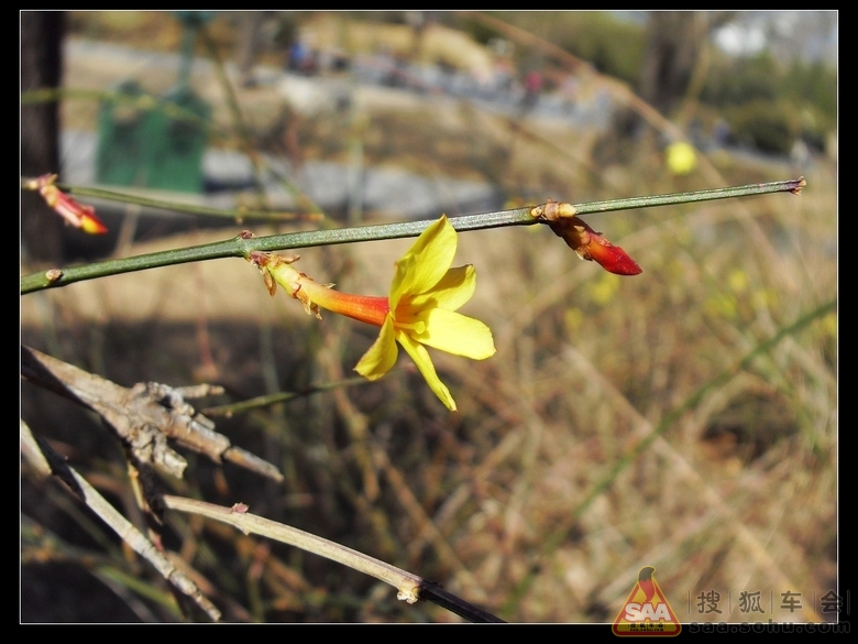 电视剧迎春花