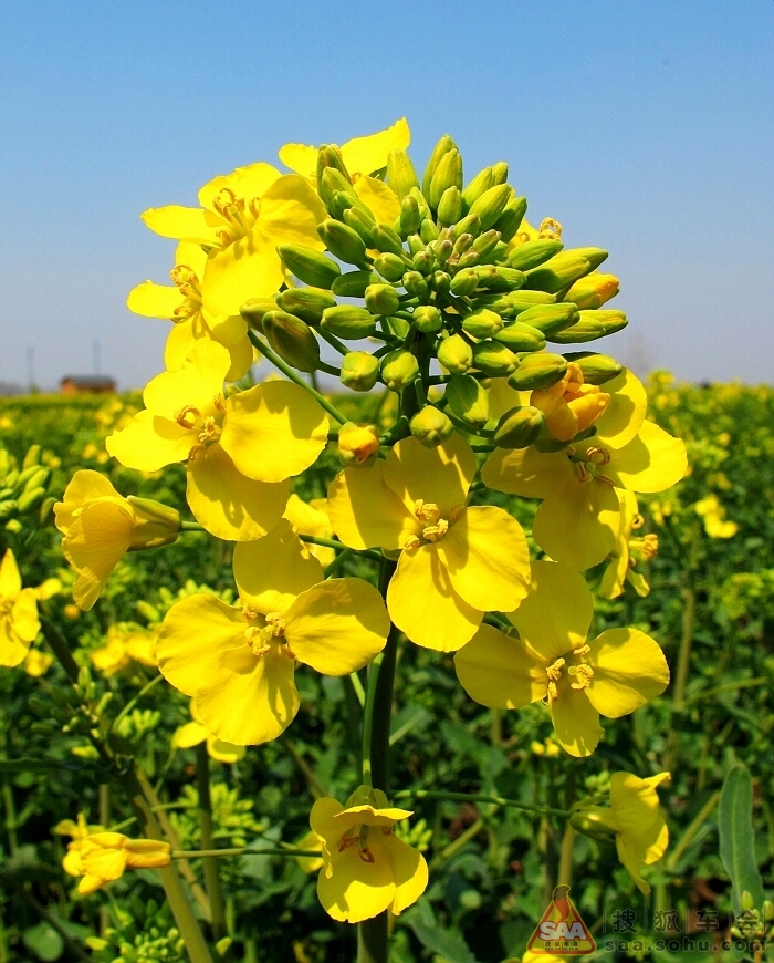 【薇薇泰州之行】兴化水上油菜花