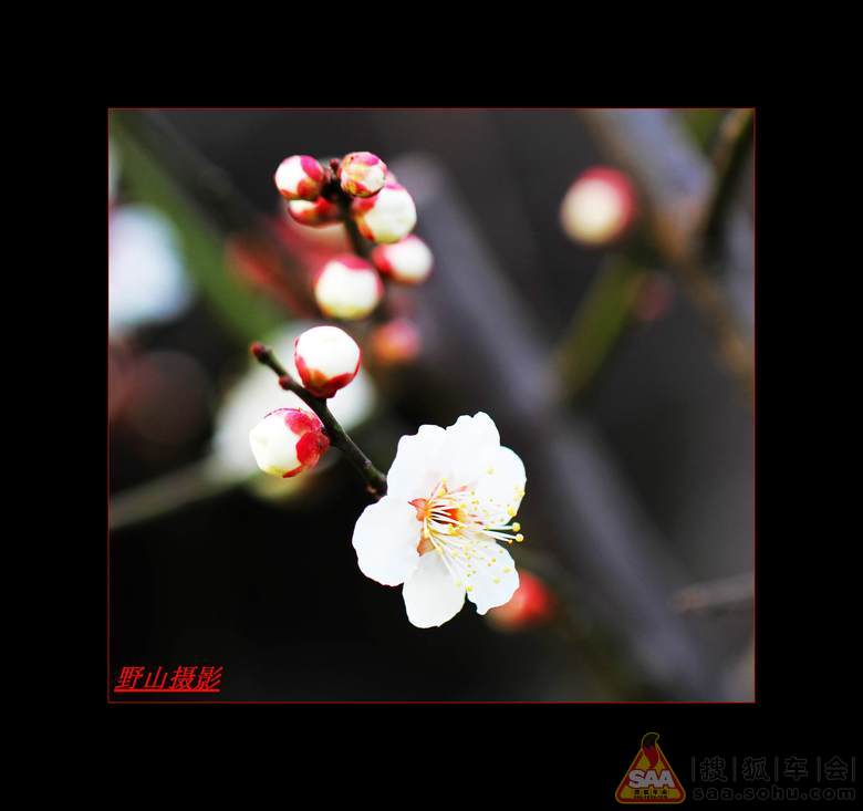 【江南无所有,聊赠一枝春】