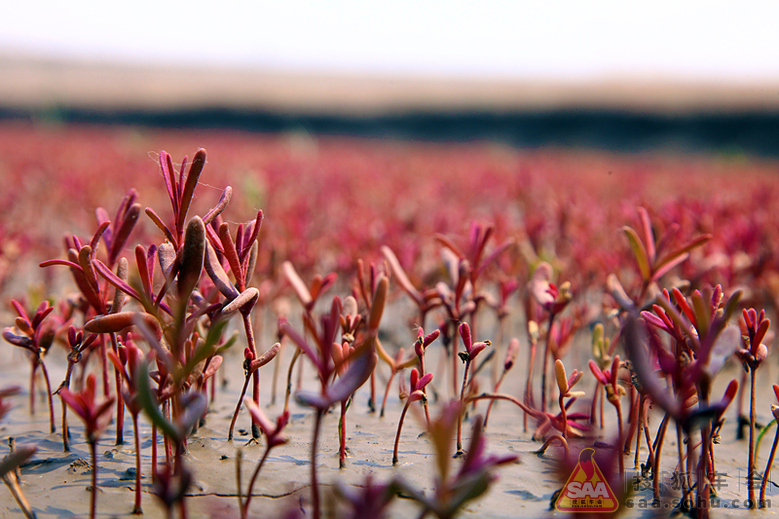【天津到沈阳】昕锐北上,天津站起航_斯柯达论