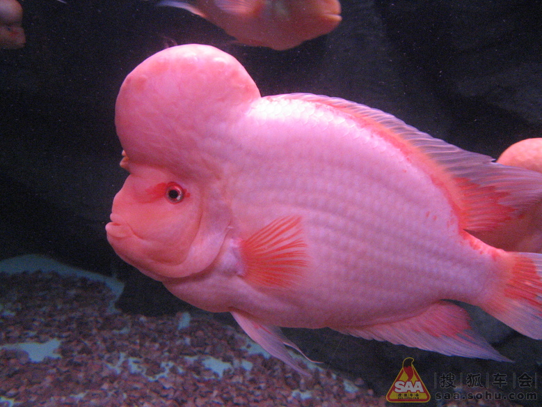 Img2097217_780.JPG
