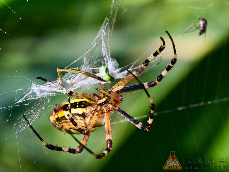 网猎王者--蜘蛛猎食全过程(微距) - 搜狐-车影会