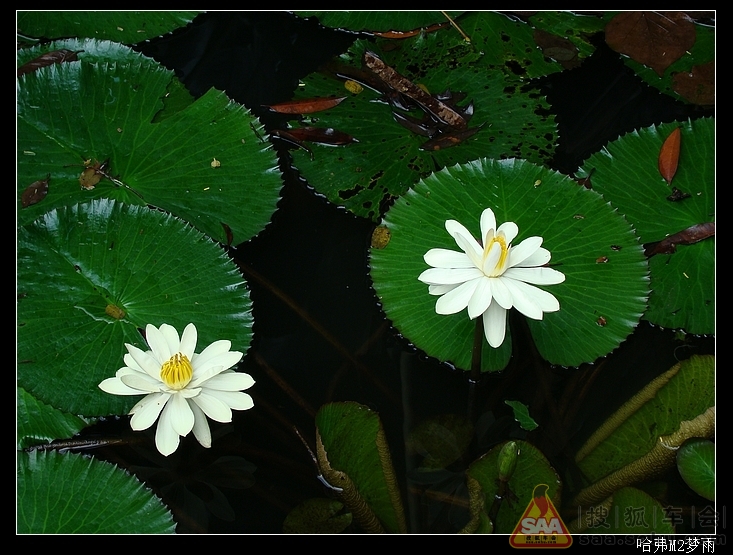 【SAA陪你过大年】第一章 昆明-西双版纳自由
