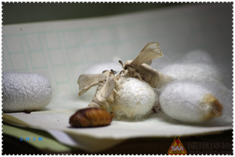 【春天采风】春蚕到死丝方尽(全贴完)!_自驾游