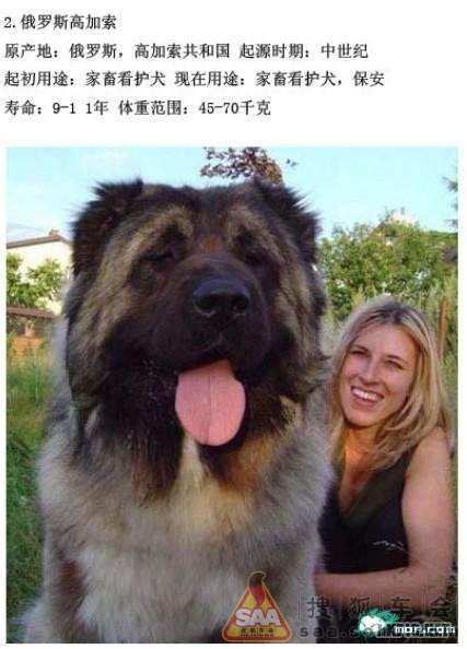 最凶猛最残忍最可怕的狗,排名第一的,你绝对猜不到 - 马自达6车友会