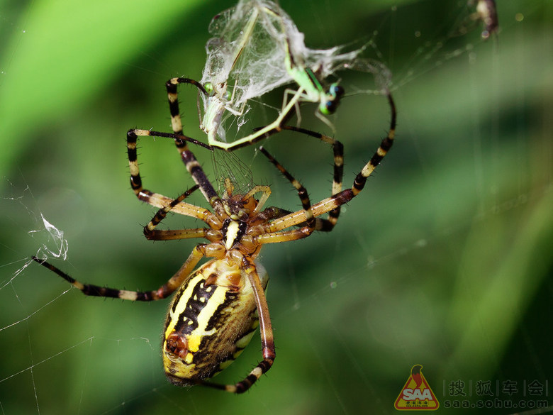 网猎王者--蜘蛛猎食全过程(微距) - 搜狐-车影会