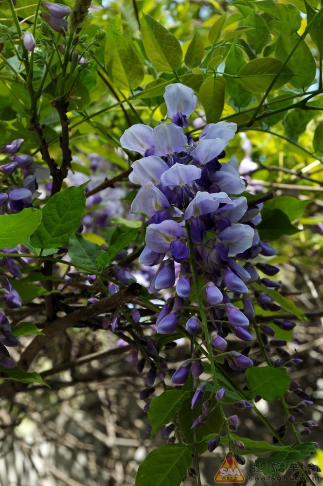 2013年7月1日打卡庆祝党的生日_英伦汽车俱乐