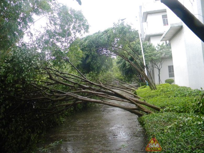 2012年有点猛的台风把树刮倒了