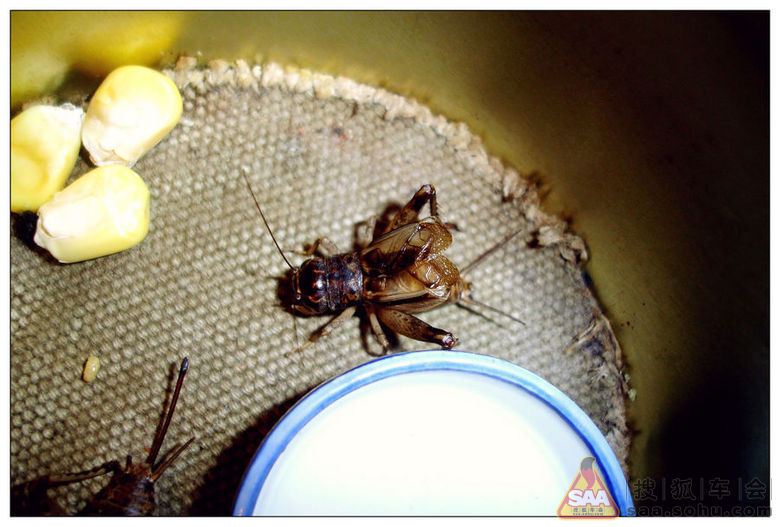 晚上蟋蟀的叫声_蟋蟀的叫声拟声词_蟋蟀的叫