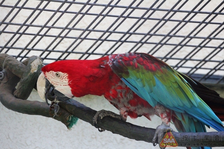Img5145229_780.JPG