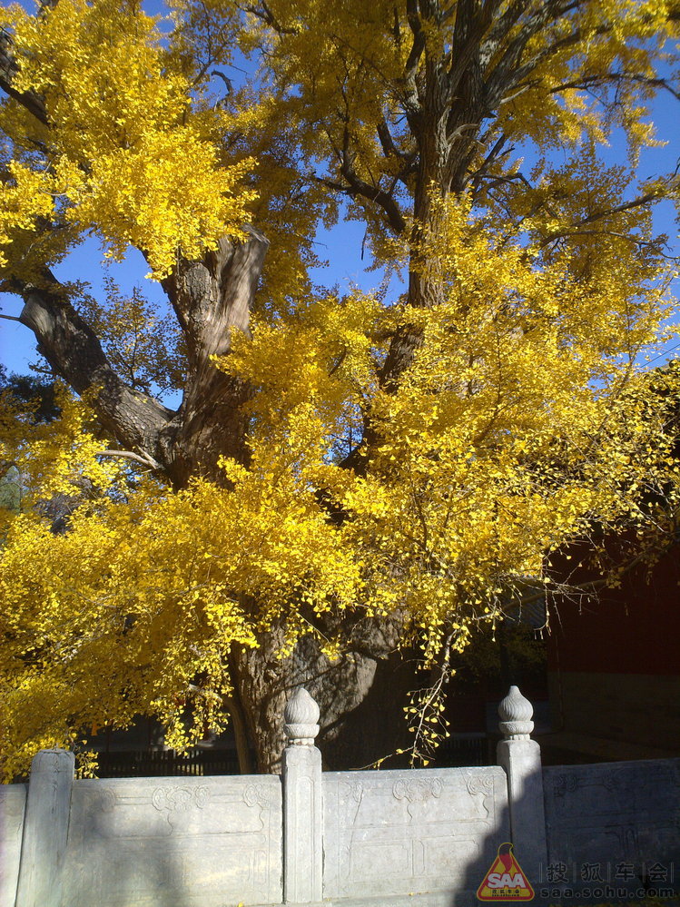 周三不收门票的大觉寺之游(手机版)_汽车60部