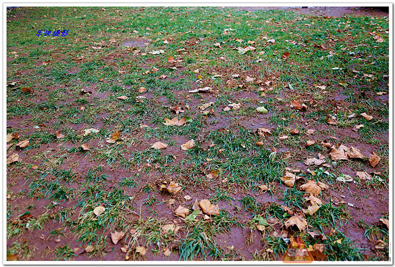 初冬叶落满地,维有月季花开。_狐拍社