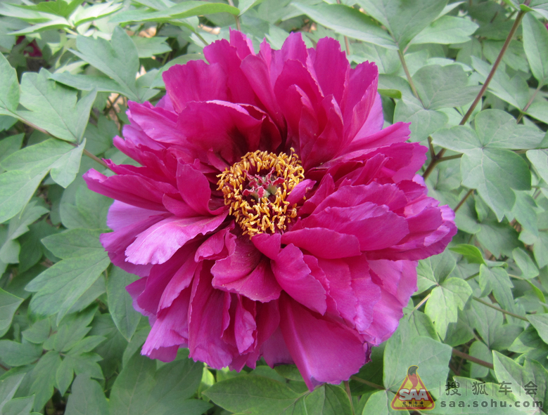 Img1185337_780.jpg