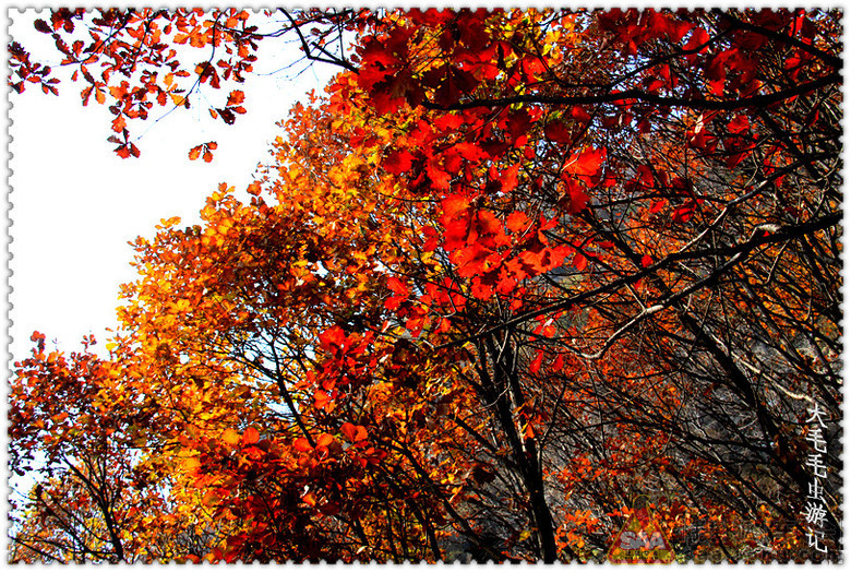 【毛毛虫游记】白石山登高观山峰赏红叶、红桦
