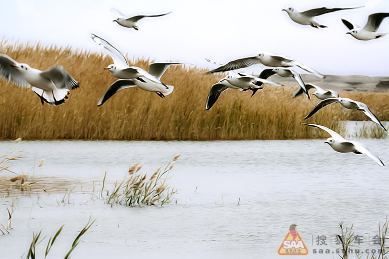【大西北自驾游记】--内蒙额济纳居延海_北京
