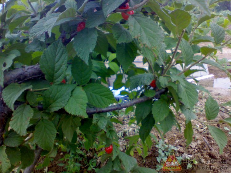 我的农家小院_北京车友会