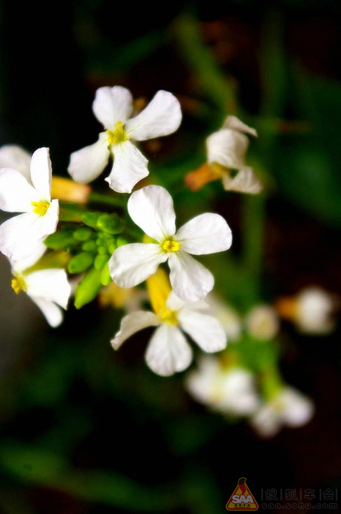 山里闲人之---仲春野花香_挑战视觉