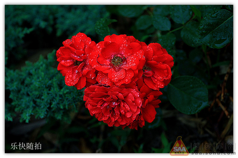 祝同学们:六.一儿童节快乐!_狐拍社_汽车论坛