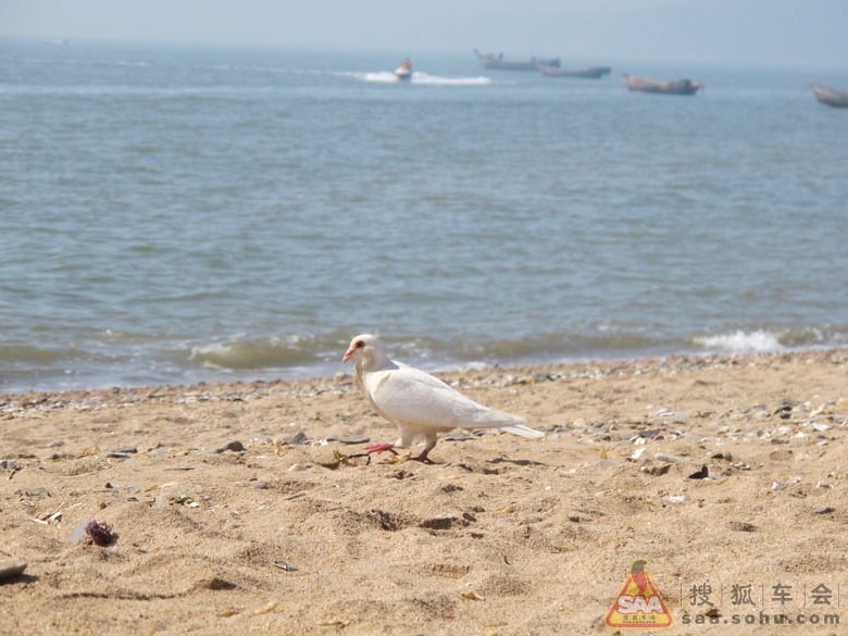葫芦岛海边的鸽子