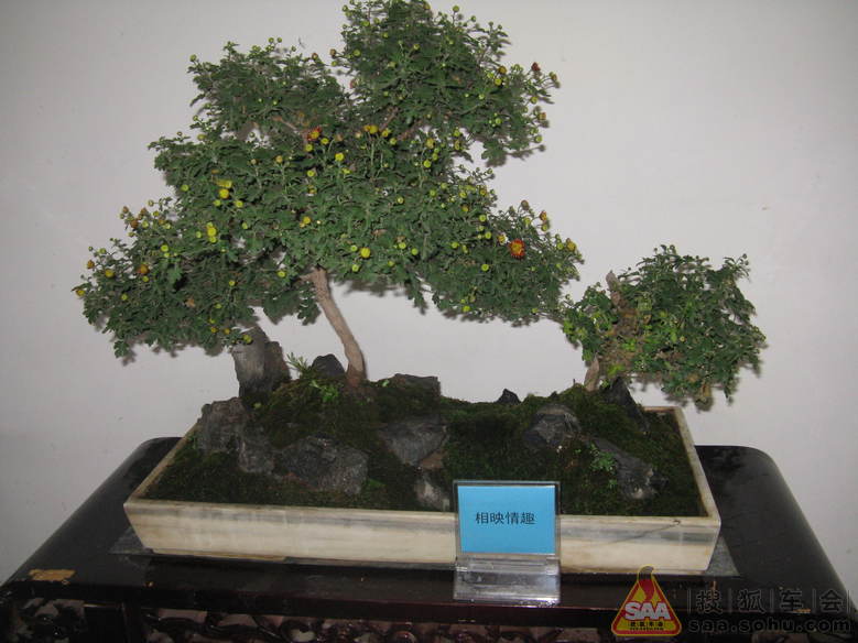 盆景花你喜欢吗?_安阳车友会