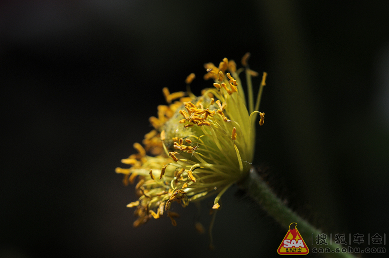 神来之笔--欣赏 加一牛 的微距摄影