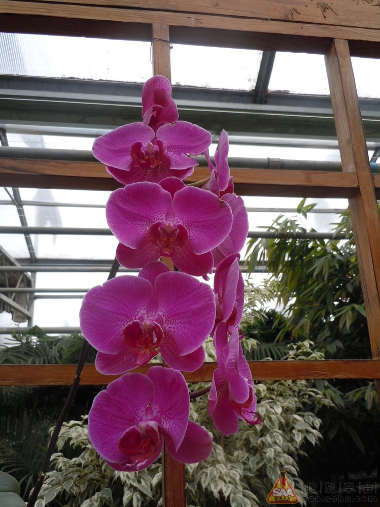 Img3867453_780.JPG