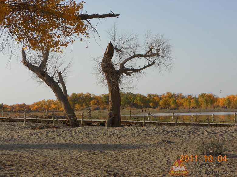 2011年10月内蒙额济纳旗胡杨林--游记_自驾游