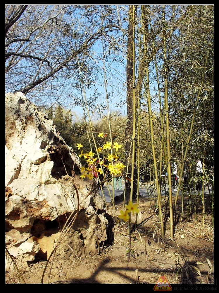 电视剧迎春花