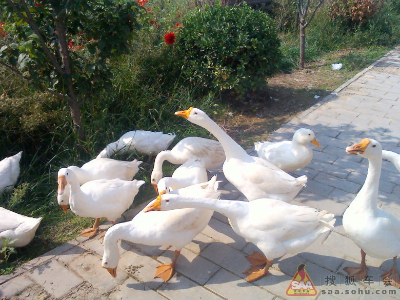 鹅鹅鹅曲项向天歌白毛浮绿水红掌拨清啵啵鸡 Img5807365_780.jpg