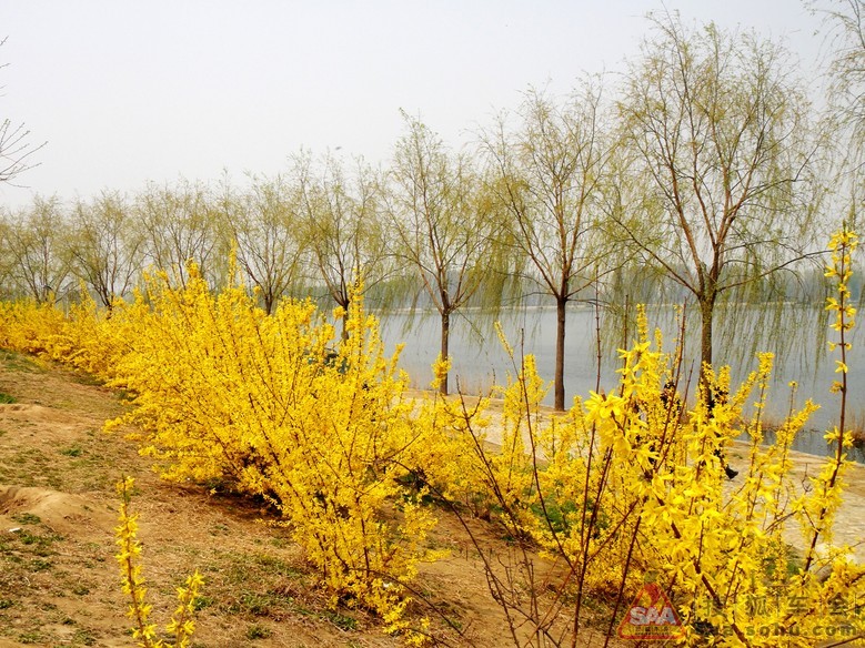 【春韵51】春满小沙河_汽车60部队