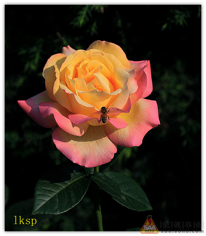 祝同学们:六.一儿童节快乐!_狐拍社_搜狐车友会