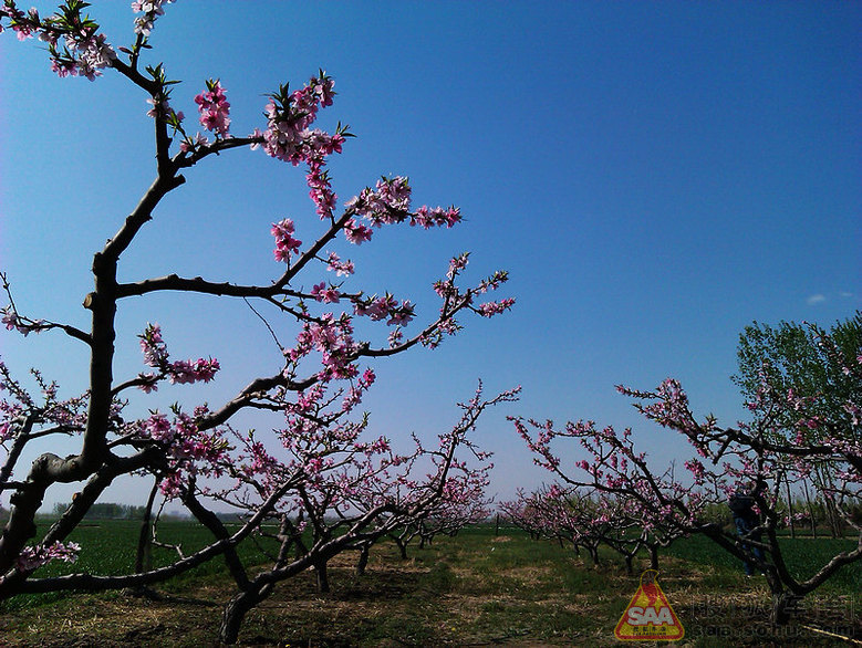 在那桃花盛开的地方的原唱是谁 Img1165369_780.jpg