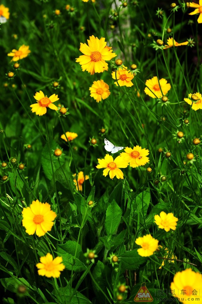 Img7535669_780.jpg