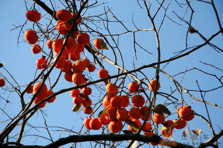 红红日子--柿柿如意(房山泗马沟之行下)_北京比