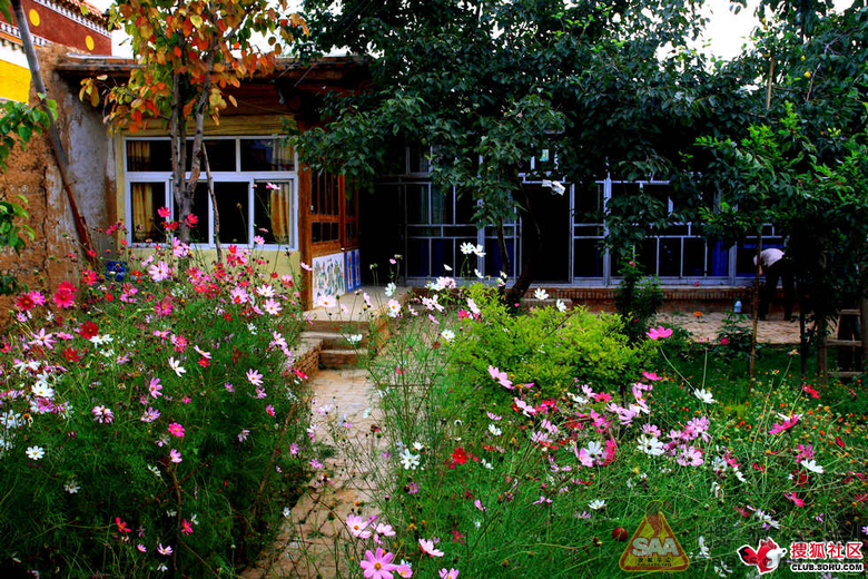 数字油画-格桑花 - 福克斯-幸福村