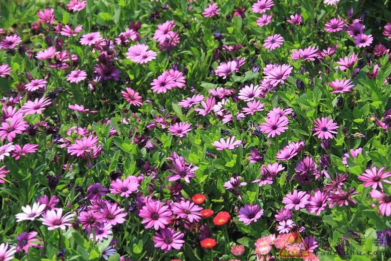 草树知春不久归,百般红紫斗芳菲--游植物园 - 汽