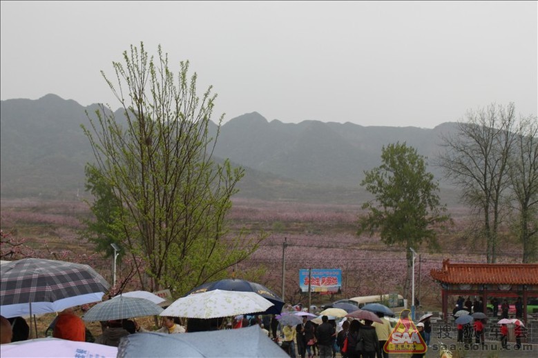 2011年4月21日出游之①平谷看桃花 - 北京福瑞