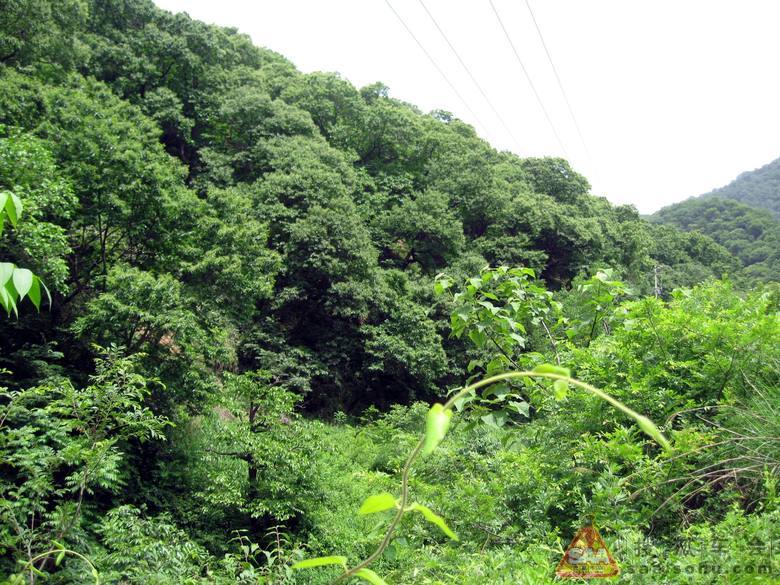 去秦岭深山采摘野生金银花_自驾游