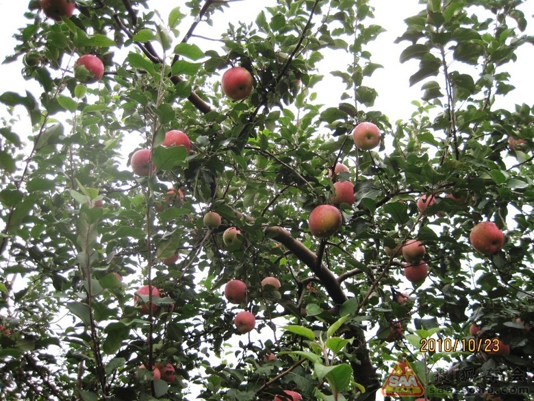 Img265277_780.JPG