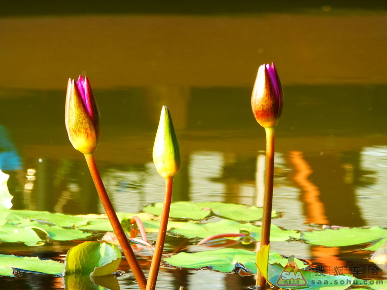 昼舒夜卷睡美人